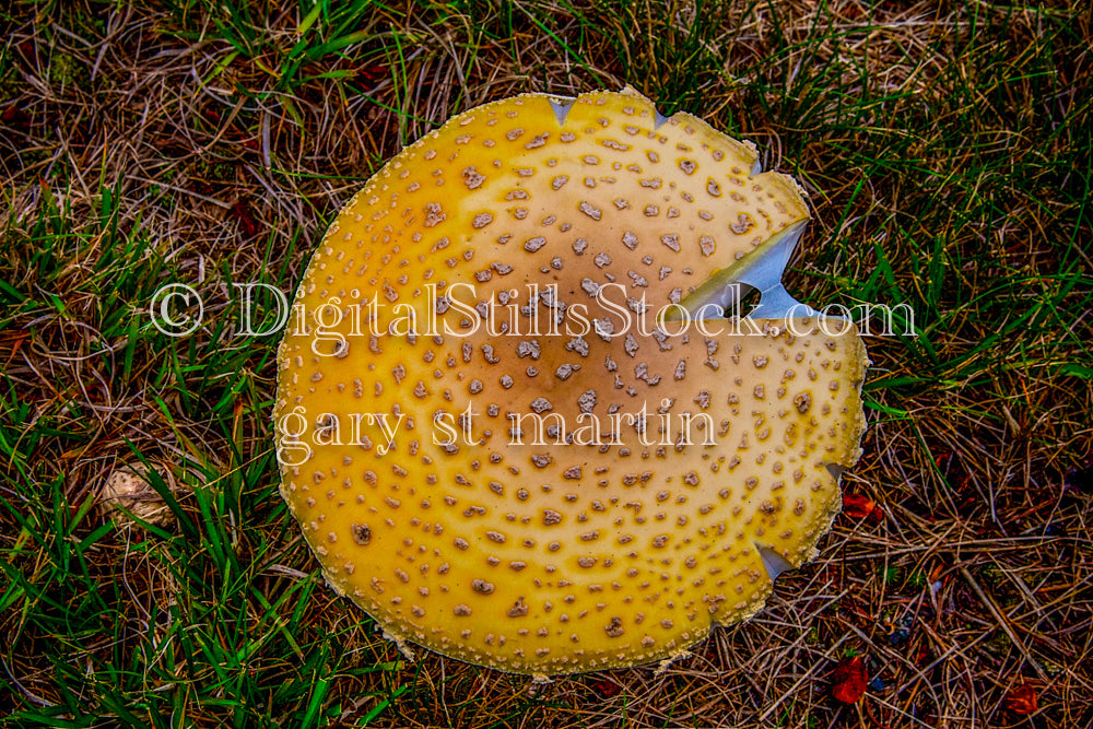 Looking down at an Amanita Mushroom, digital Grand Marais
