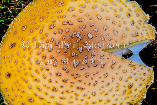 Closeup of an Amanita Mushroom, digital Grand Marais