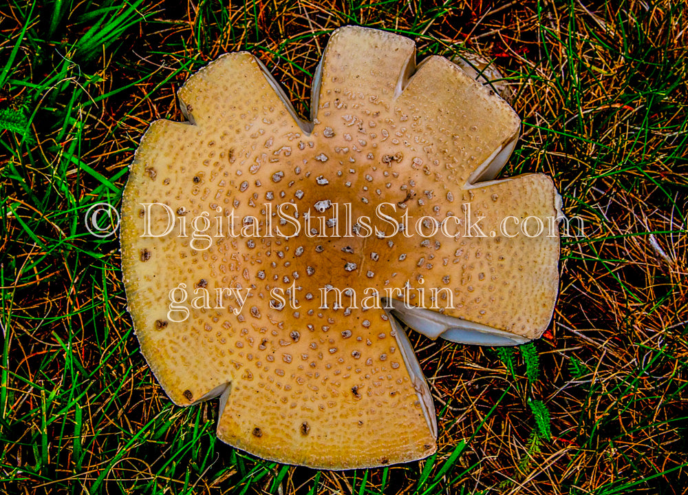 Amanita Mushroom with cuts taken out of it, digital Grand Marais