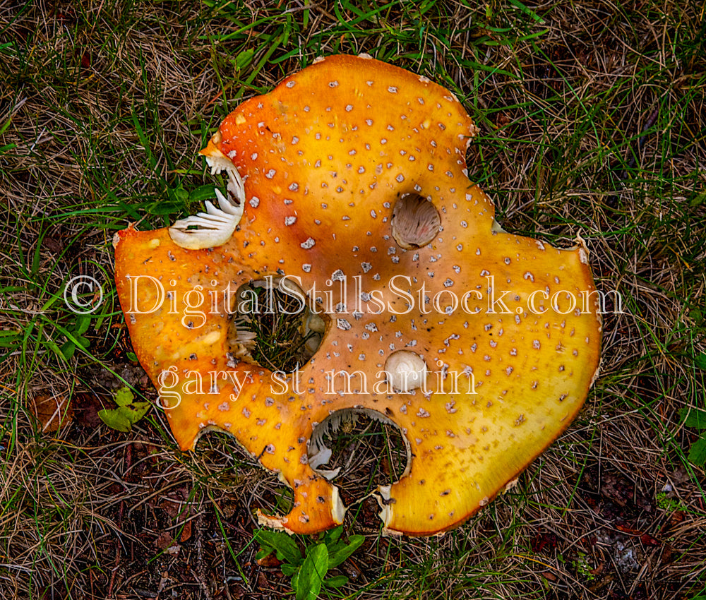 Holey Mushroom, digital Grand Marais