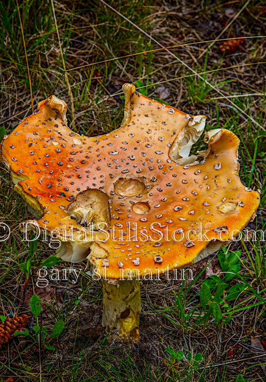 Closeup of a mushroom decaying, digital Grand mArais