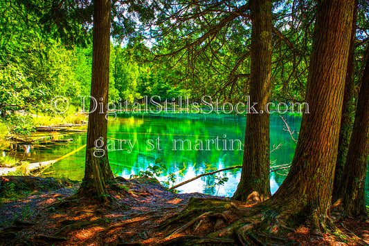 Calm green water through the trees, Big Springs, digital Big Springs