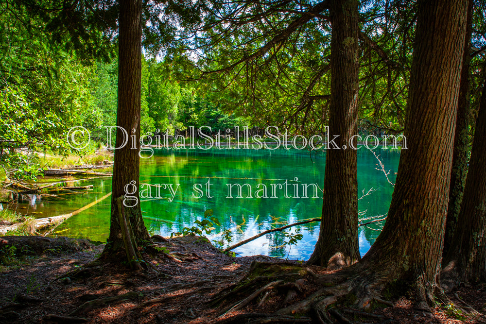 The water peaking through the trees, Big Springs, digital big springs