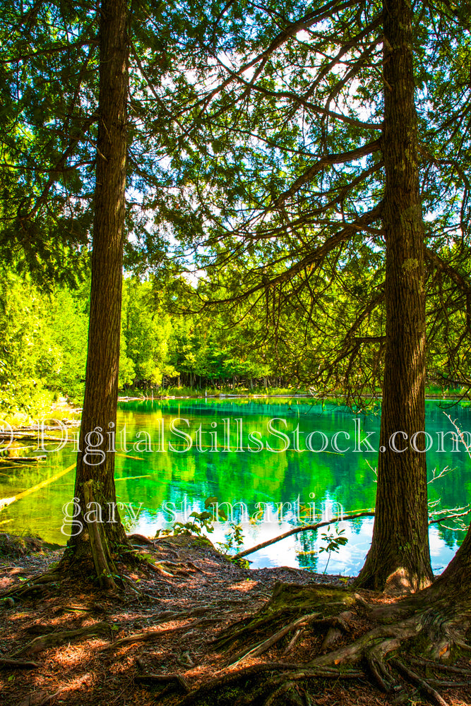 Two big trees in front of the green water, Big Springs , digital big springs