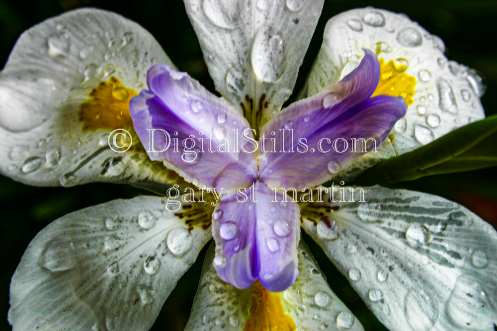  lily Portrait Water Droplets Digital, Scenery, Flowers