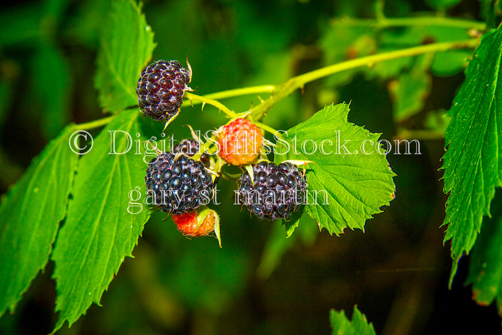 Close up of a blackberry bush, digital Fayette