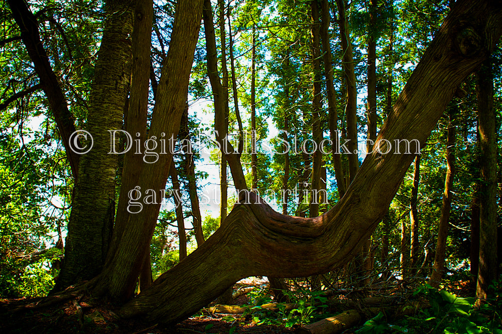 Lightning bolt shaped tree, digital Fayette