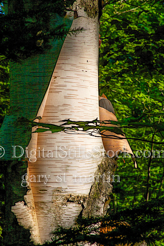 Close up of bark peeling off a tree, digital Fayette