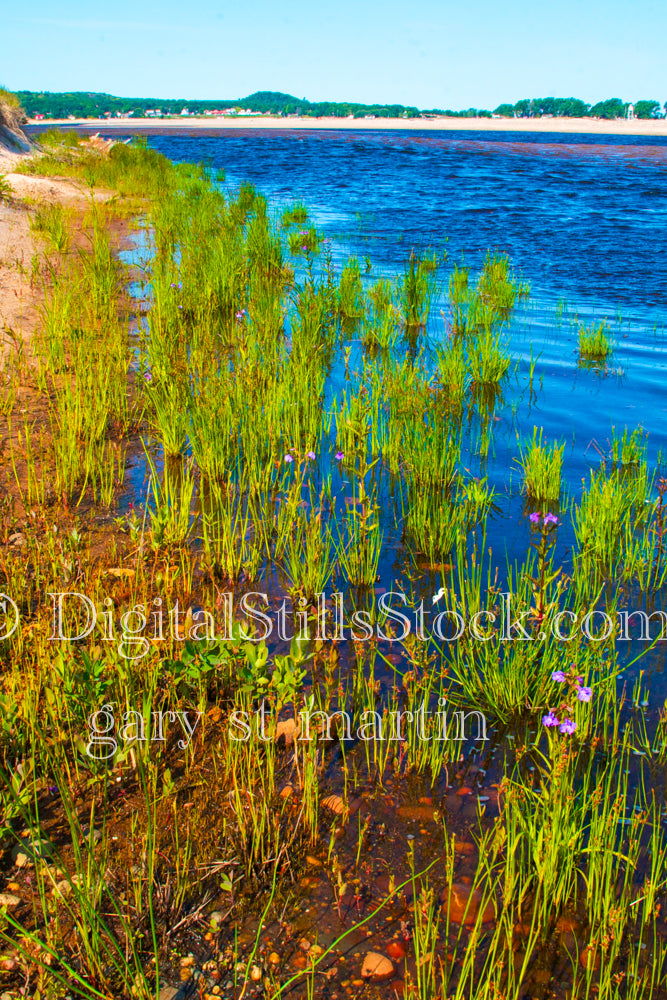 Patches of grass in the water, digital Grand MArais