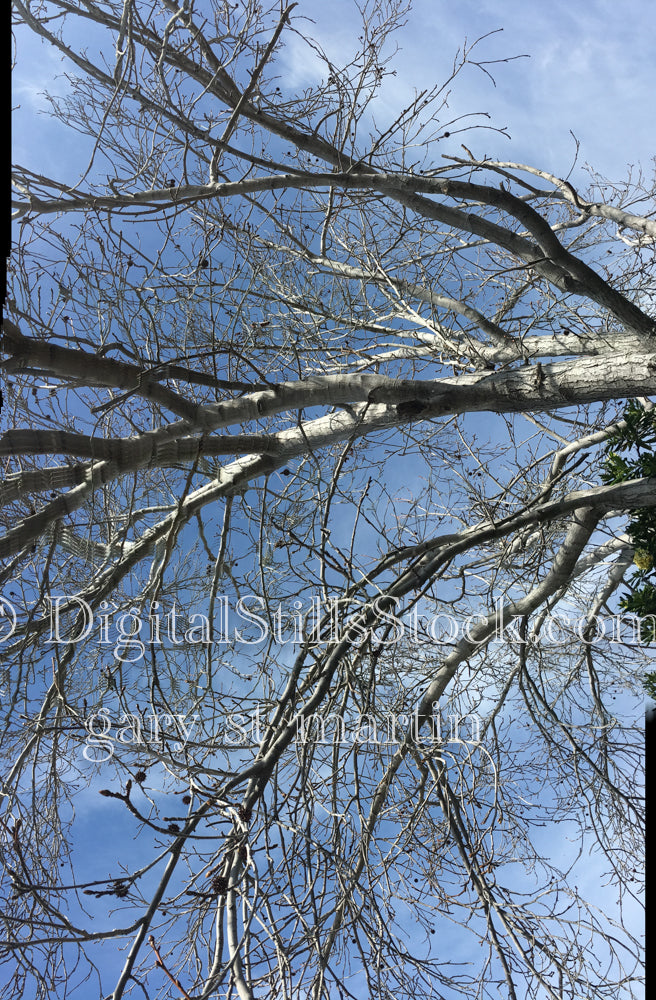 Maze of Tree Branches - Sunset, digital sunset