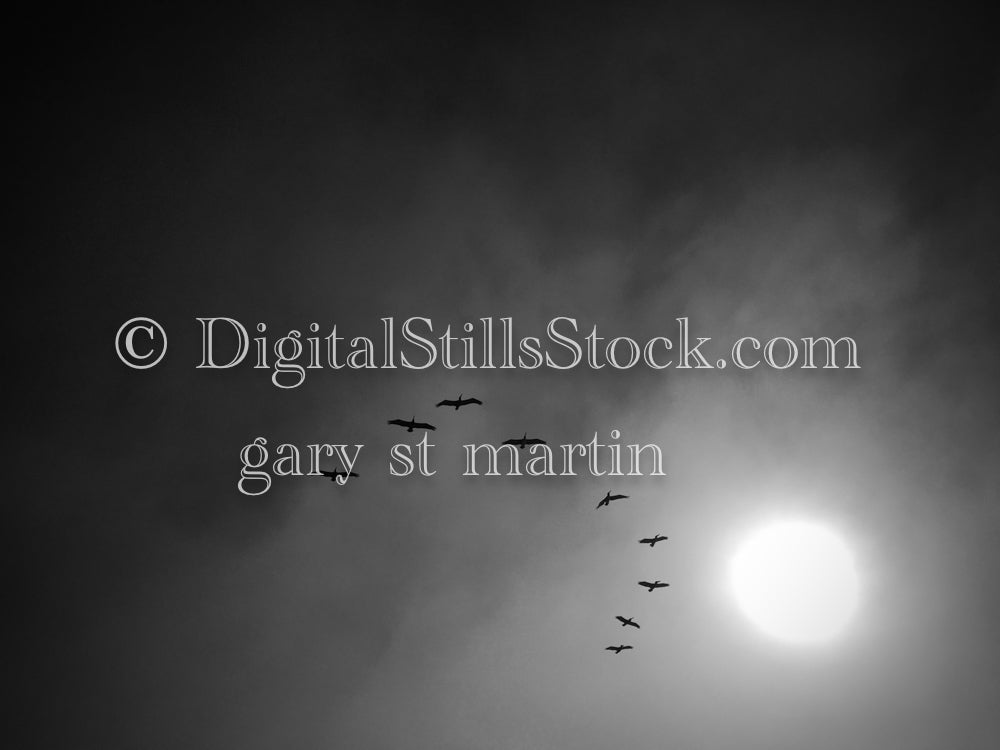Birds Flying in the Sun Black and White - Sunset, digital sunset