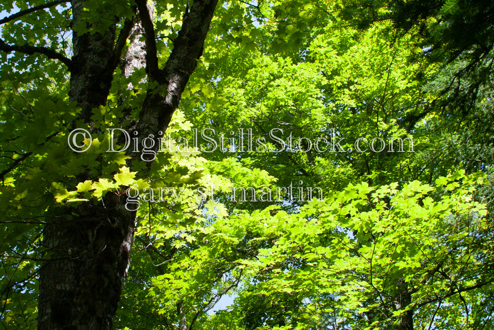 Bright green leaves glowing in the sunlight, digital Grand mArais