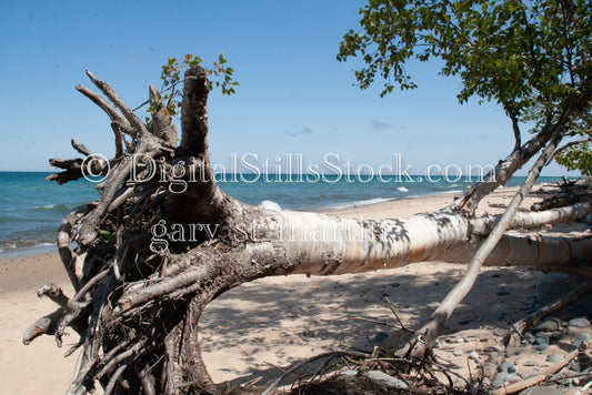 Large Fallen tree on the Shore, digital Grand Marais
