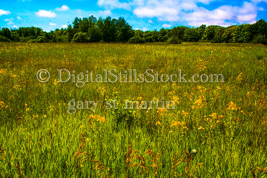 Large Field of Grass and Flowers, digital Grand marais