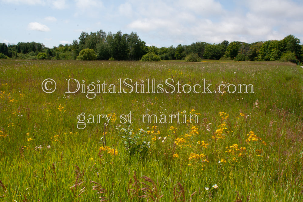 St. John's Wort in the Field, digital Grand Marais