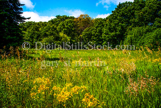 Overgrown field along the treeline, digital Grand Marais