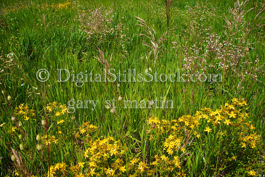 Green And Yellow Meadow Digital, Scenery, Flowers