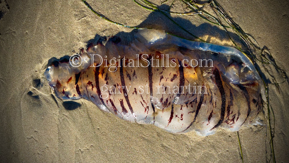 Washed up jellyfish, digital sunset