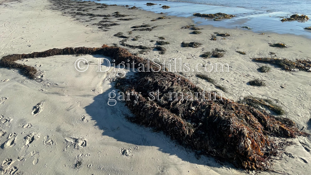 big pile of kelp on the sand, digital sunset