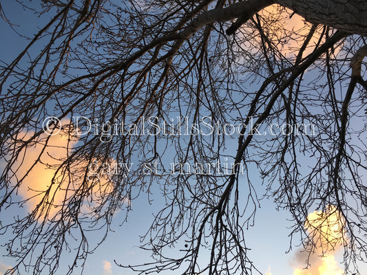 Looking up at the Tree branches - Sunset, digital sunset