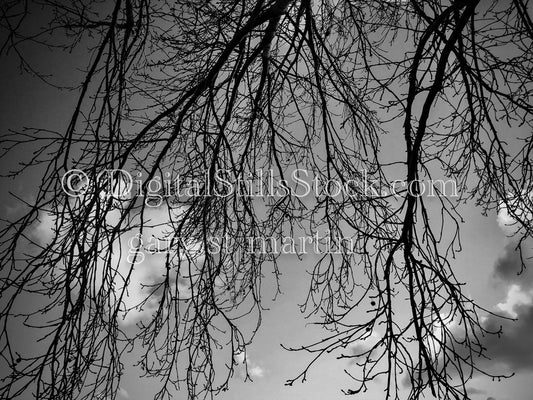 Tree Branches in Black and White - Sunset , digital sunset