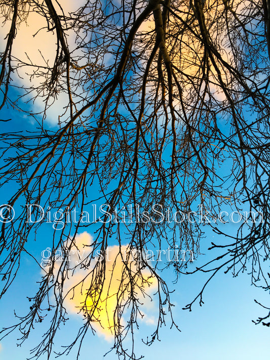 Bright Blue Sky and Branches - Sunset, digital sunset