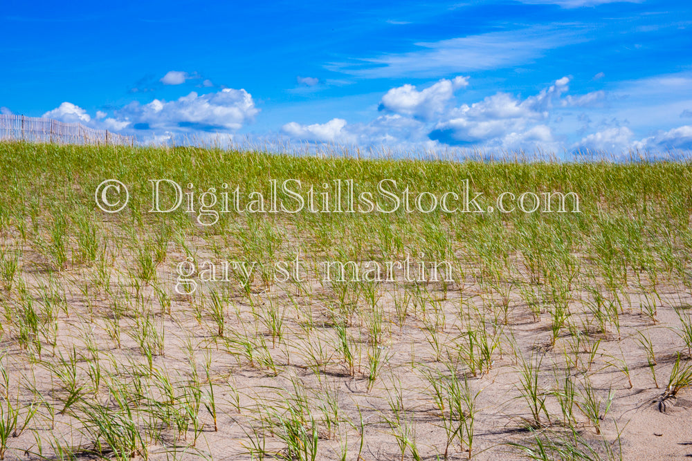 Field of grass on the sand, digital Grand Marais