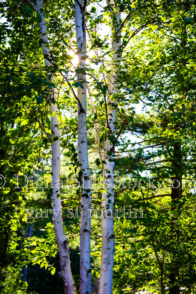 Sun peeking through the Birch trees, digital Grand Marais