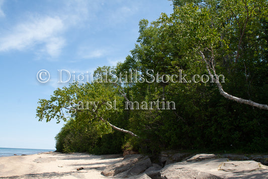 Trees growing along the shore, digital Grand Marais