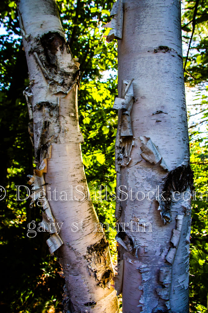 Bark peeling off the tree trunks, digital Grand Marais