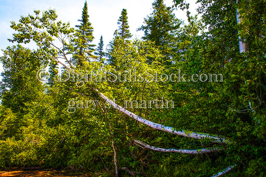 Tree fallen in the forest, digital Grand marais