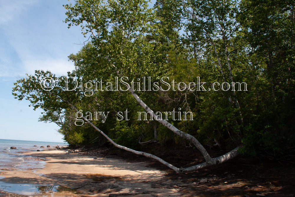 Tree creeping up on the shore, digital Grand Marais