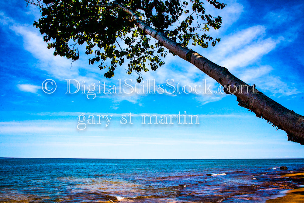 Birch Tree Leaning Over the Water, digital Grand Marais