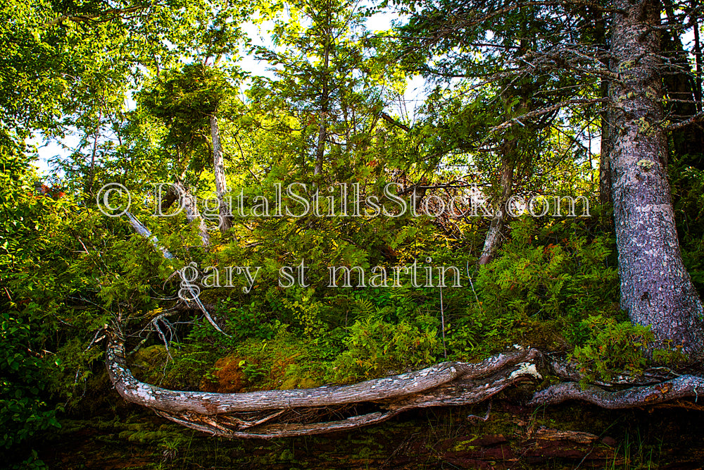 Fallen tree opening up, digital Grand Marais