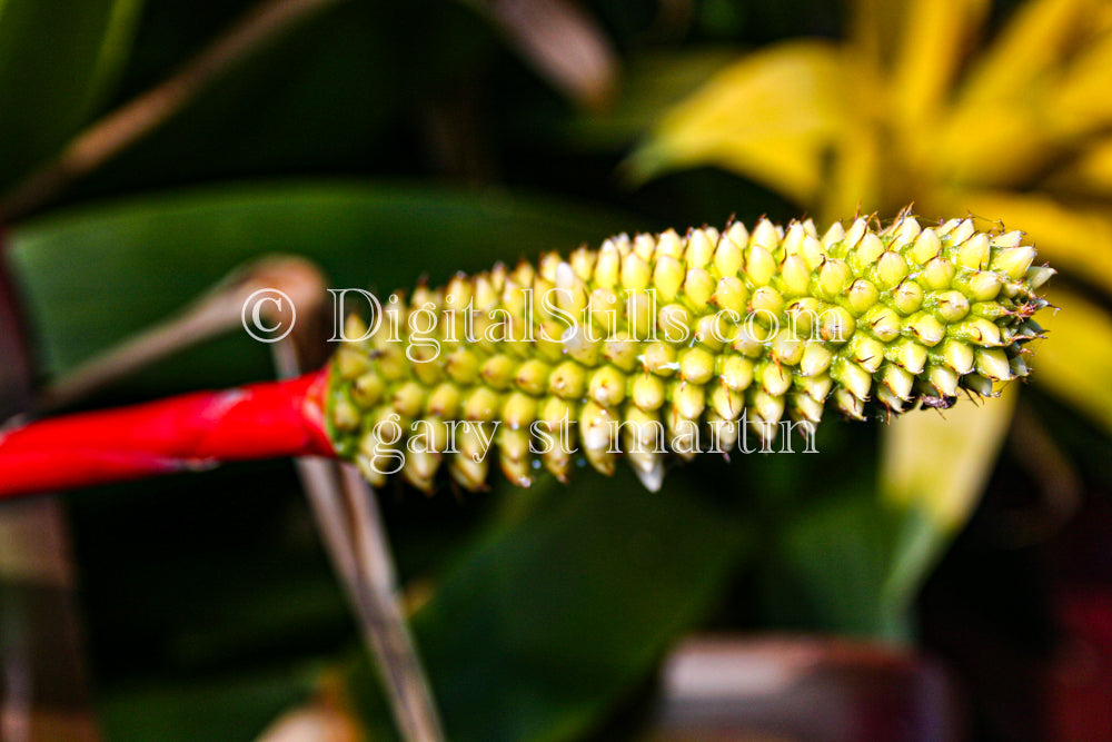 Banana Cactus Digital, Scenery, Flowers