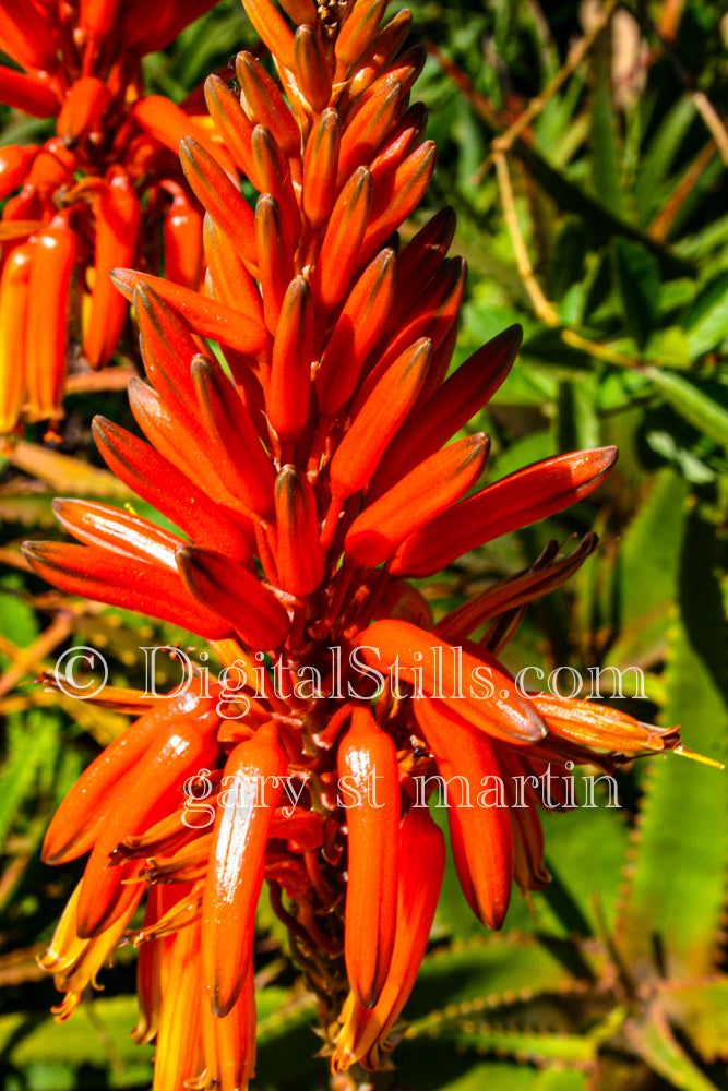 Orange Aloe vera