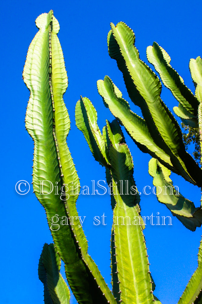 Cactus Digital, Scenery, Flowers