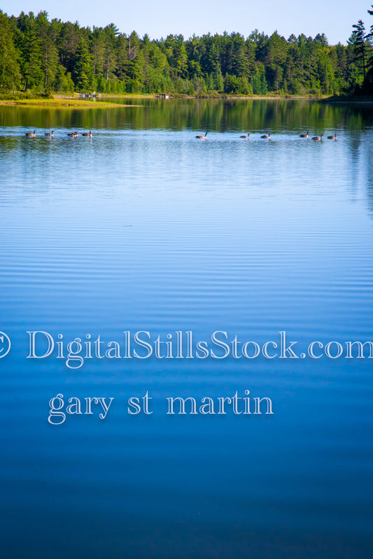 Geese swimming through the water, digital Grand Marais