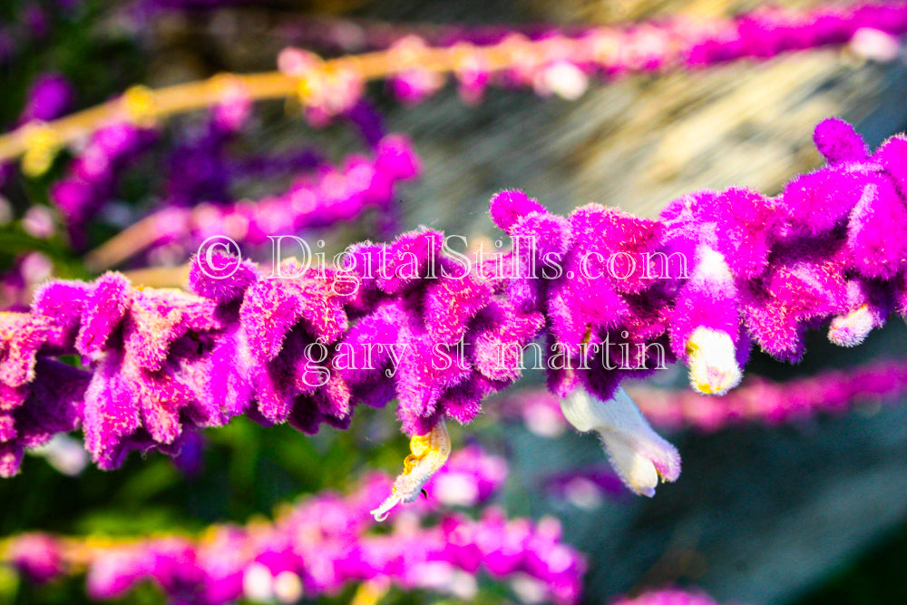 Purple Fuzzy Plant