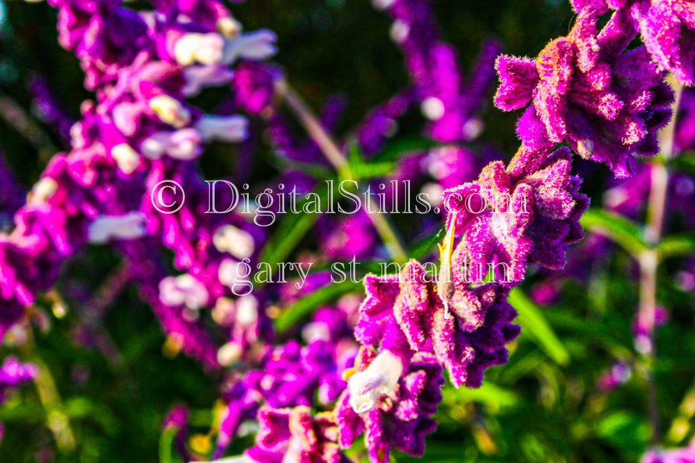 Purple Fuzzy Plant Portrait Digital, Scenery, Flowers