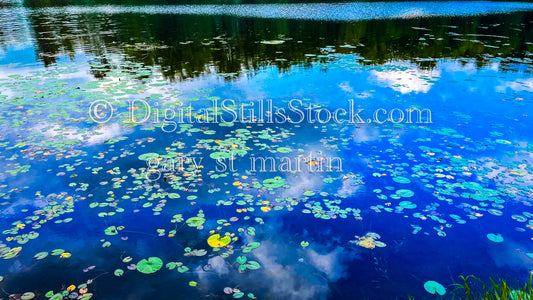 Lily pads scattered on the water, digital Lower Michigan