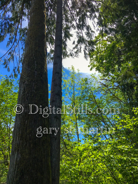 Trees in the Forest, digital oregon