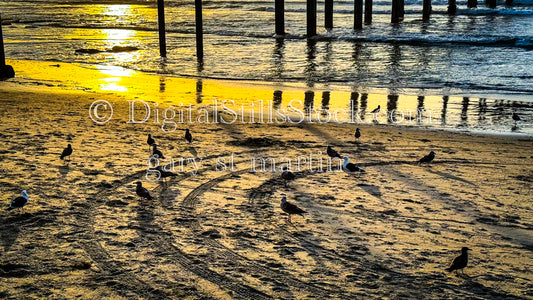 Birds on the Sand - Mission Beach Pier, digital mission beach pier