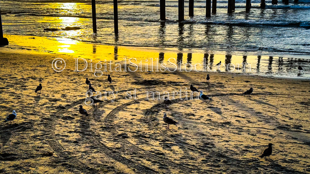 Birds on the Sand - Ocean Beach Pier, digital ocean beach pier