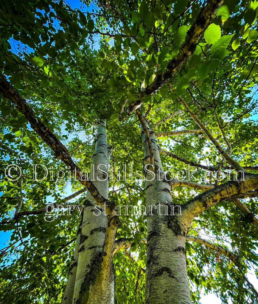 Wide view looking up at the trees, digital Munising