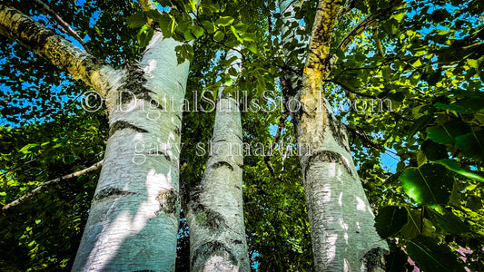 Close up with the trunk of Silver Birch Trees, digital Munising