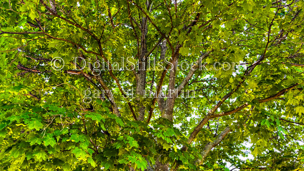 Horse Chestnut Tree, digital Munising
