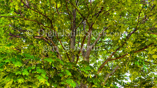 Horse Chestnut Tree, digital Munising