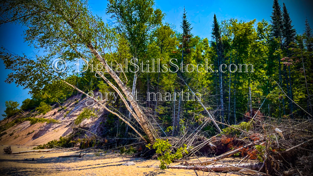 Trees Along The Sand, Second Creek, digital Grand MArais