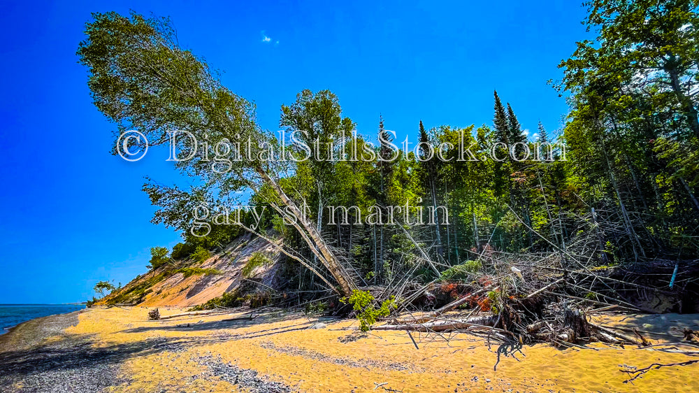 View of a tree falling on the beach At Second Creek, digital Grand Marais